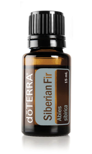 siberian fir