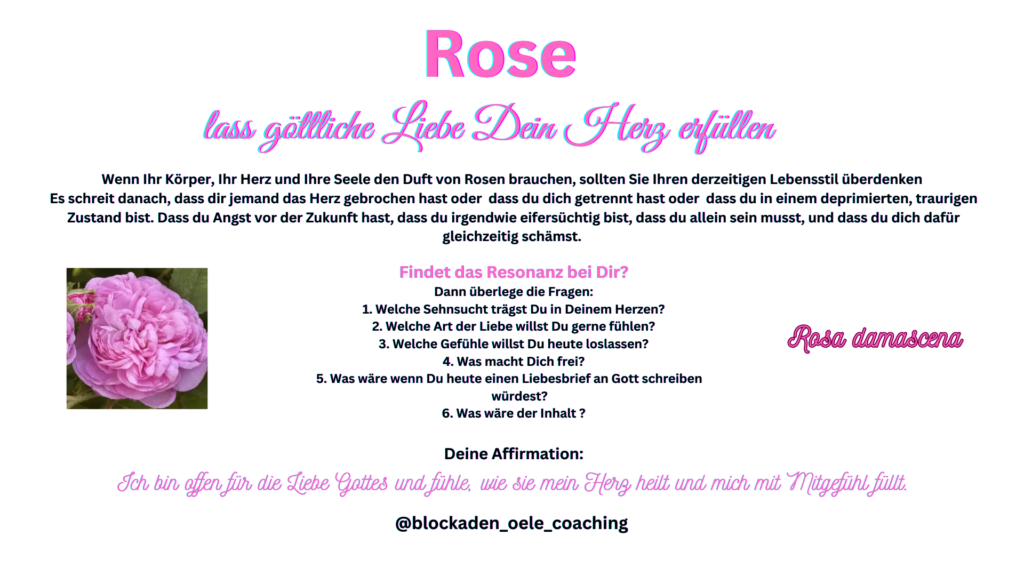 Rosa damascena